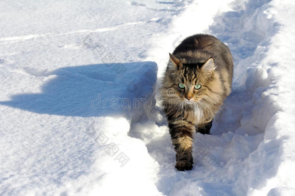 在雪地里玩耍是一种乐趣