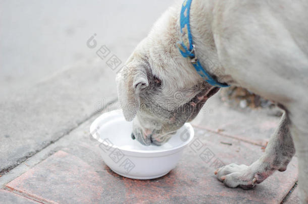 狗喝水。