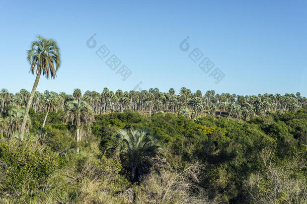 阿根廷帕尔玛国家公园的棕榈树