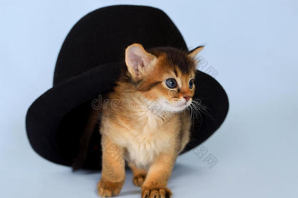 戴帽子的可爱索马里小猫