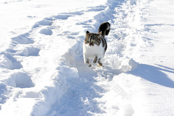 在雪地里玩耍是一种乐趣