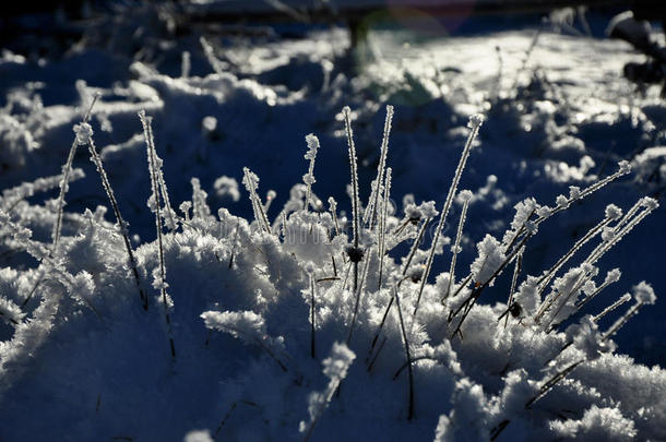 冬季冰晶和冰冻植物