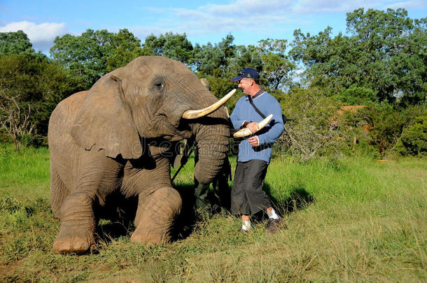 大象与游客互动