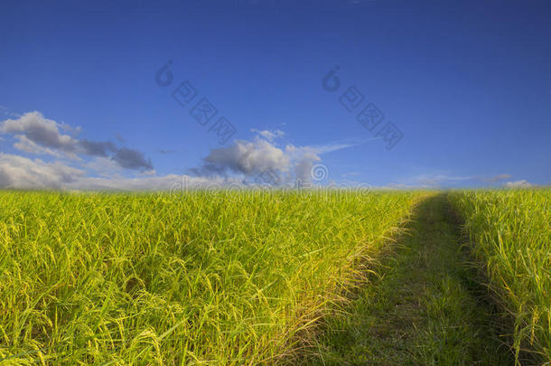 稻田<strong>绿草蓝天</strong>云多云景观背景