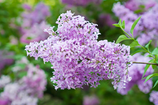 丁香花枝