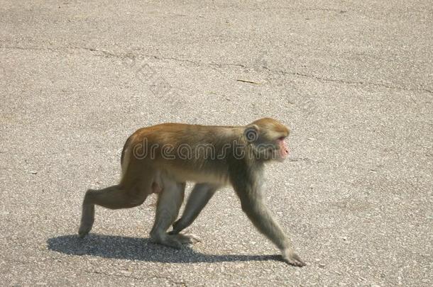 猴子在人行道上走来走去