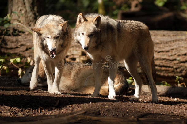 野生动物一对狼站着玩北美野生动物