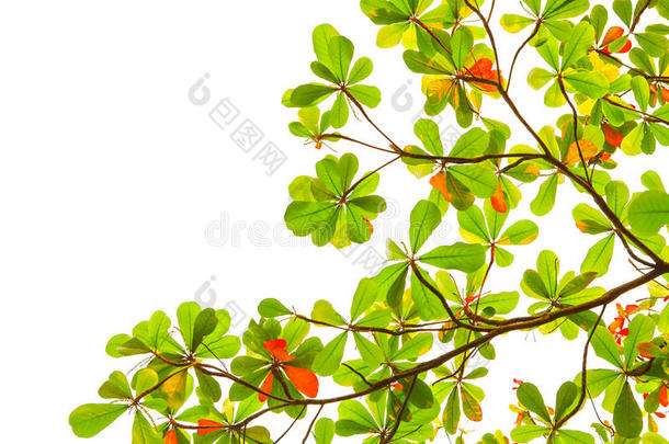 绿、红海杏仁叶，白色背景上有树枝，用作自然复制空间或多用途背景