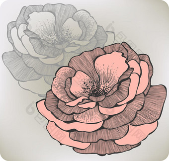 野玫瑰，手绘。矢量插图图片