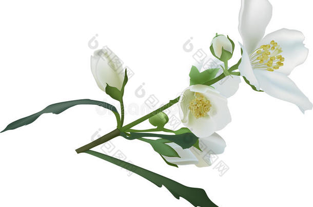 白色插画上的茉莉花枝