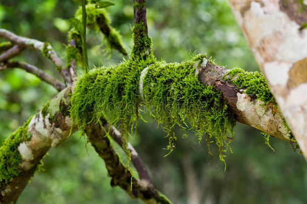 树上的<strong>苔藓</strong>