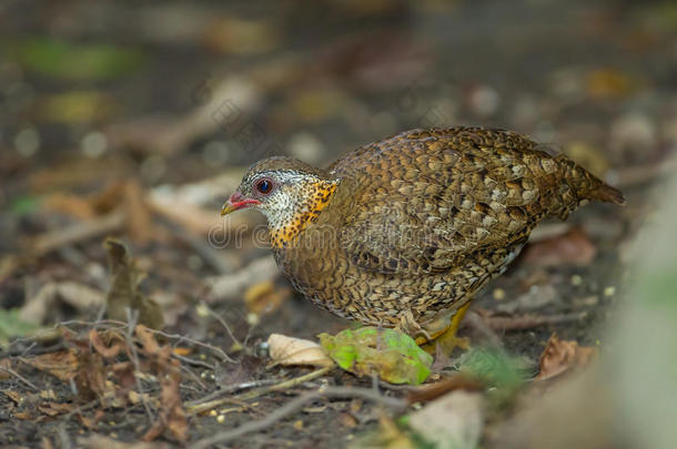 鳞胸鹧鸪