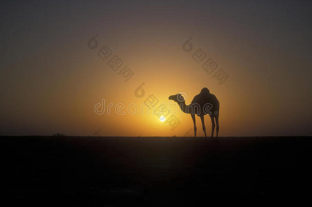 阿拉伯骆驼或骆驼，骆驼