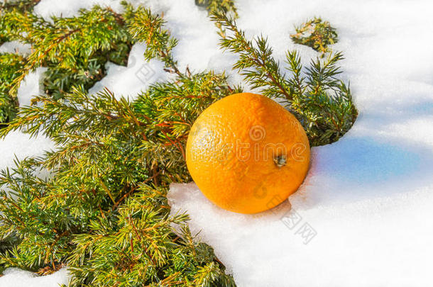 橘色温暖了<strong>满天</strong>积雪的冷杉树