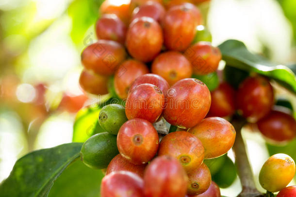 泰国北部树上成熟的咖啡豆