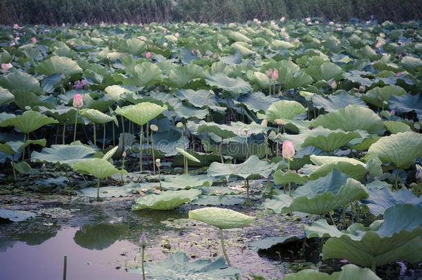 盛<strong>夏荷花</strong>盛开