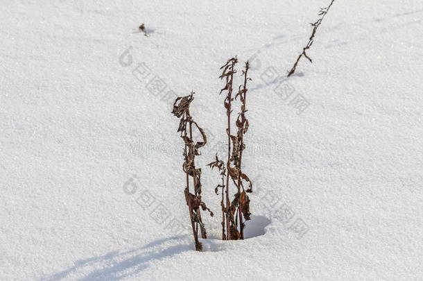 从雪中伸出的枯萎的植物茎