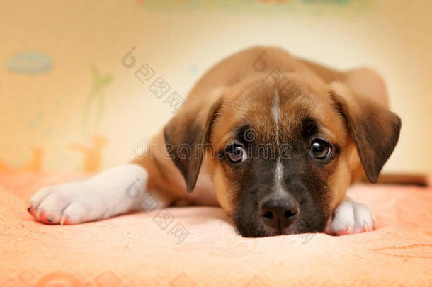 可爱的红狗躺在床上的床单上