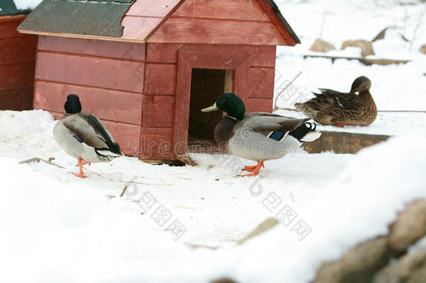 冬天有些小房子的鸭子