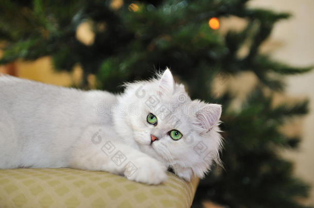 躺在搁脚凳上的白绿眼猫抬头看
