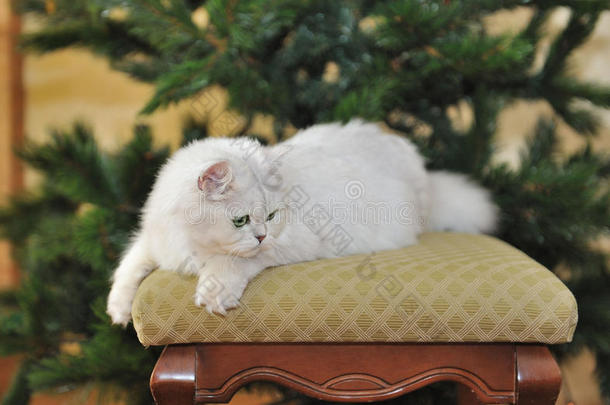 躺在搁脚凳上的白眼睛猫。