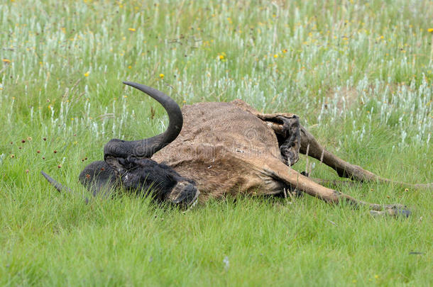 金门高原国家公园一只黑色角马的骨架和兽皮