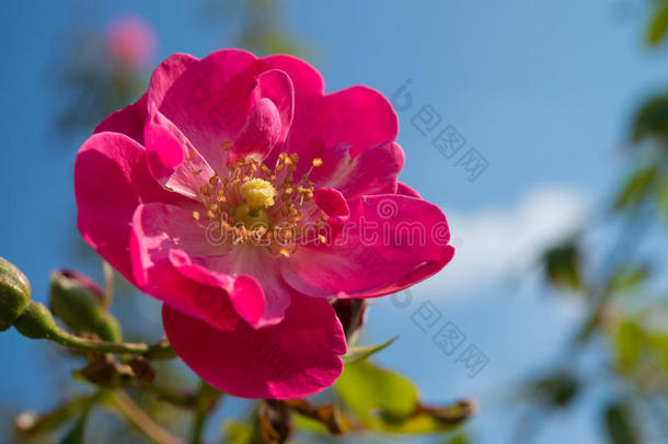 深粉色玫瑰花