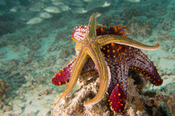 珊瑚礁中的海星五彩缤纷的水下景观