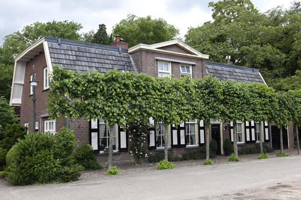 典型的荷兰式房子，有<strong>经过</strong>训练的酸橙树