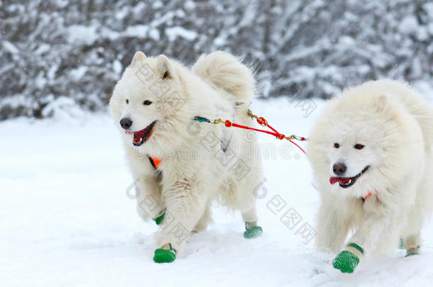 选秀犬比赛