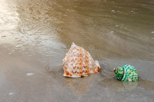 海滩上的贝壳