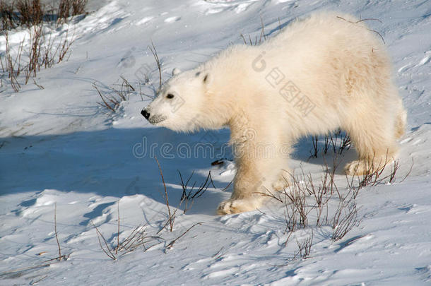 可爱的北极熊幼崽