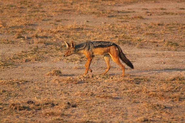 黑背豺狼-肯尼亚野生动物园