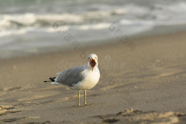 佛罗里达的<strong>大嘴巴</strong>海鸥在海滩上生气