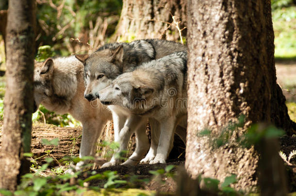 北美野生动物狼群
