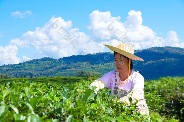 亚洲妇女在茶园工作