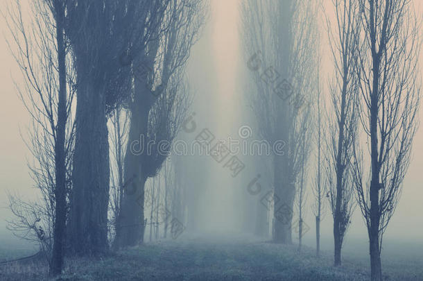林间秋雾天