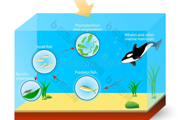 海洋<strong>食物链</strong>或食物网