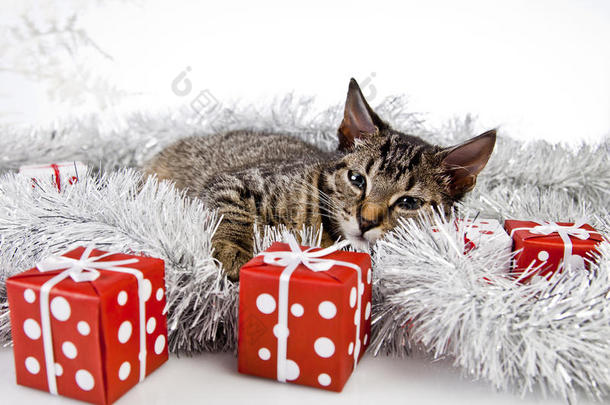 猫，圣诞节，礼物