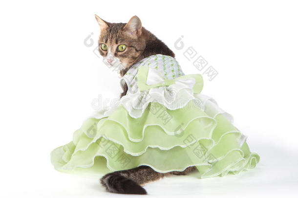 白底绿边裙猫