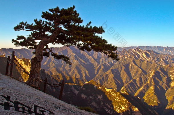 华山华山华山华山松