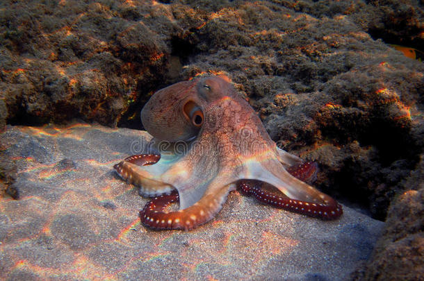 沙中红章鱼
