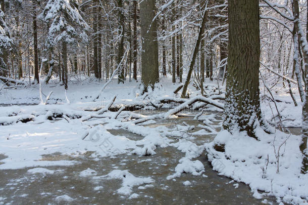 树木积雪后