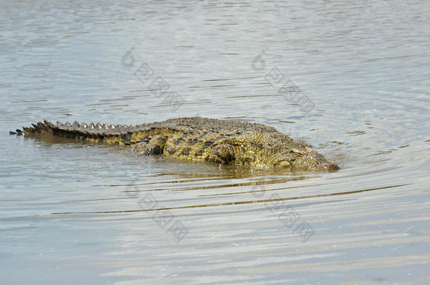 马拉河里的鳄鱼