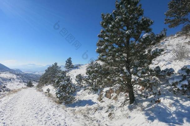 冬日的松树在雪地里，阳光普照--这些白雪覆盖的松树展现了冬日的景色