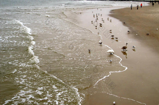 冬天<strong>人山人海</strong>在沙滩上散步，小鸟很多