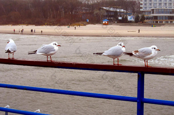 冬天人山人海在沙滩上散步，小鸟很多