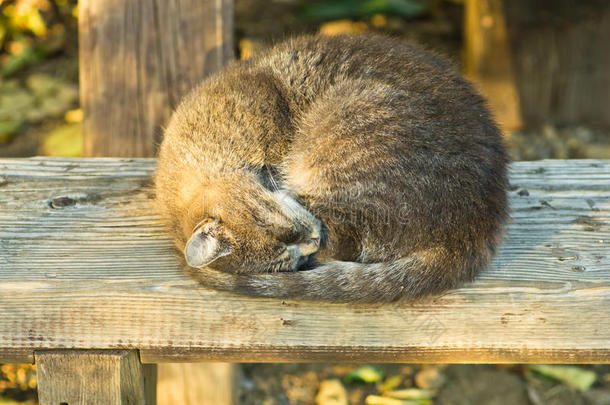 木凳上昏昏欲睡的猫（更锋利的版本）