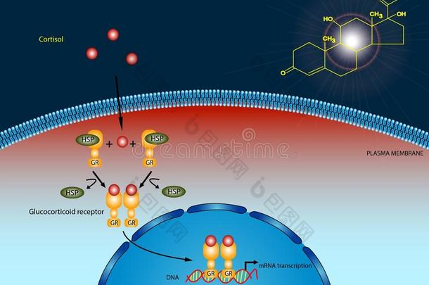 皮质醇信号通路