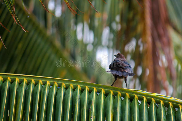棕榈树上的愤怒的小鸟